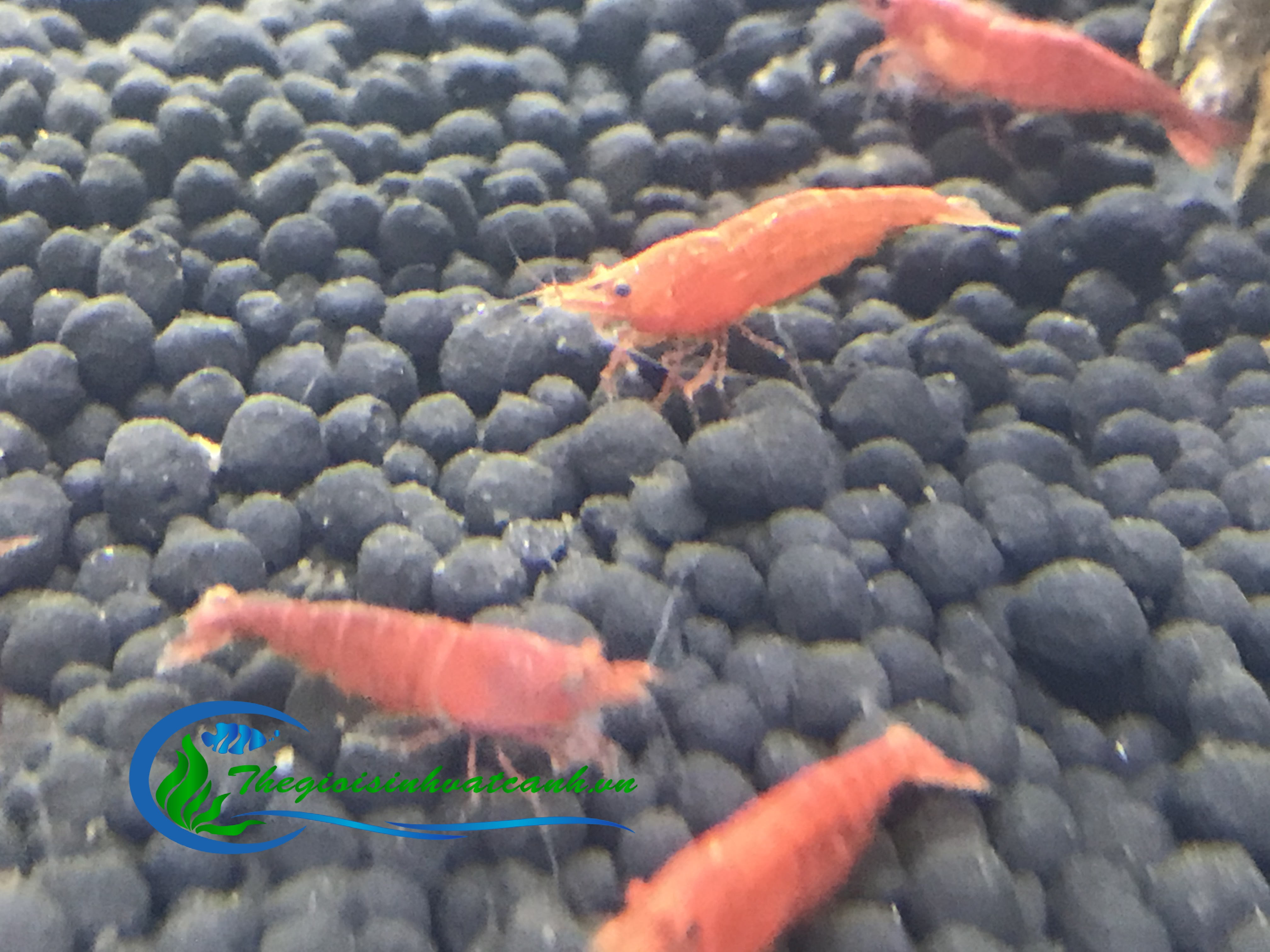 tép đỏ src  ( combo 50 con ) giá 170k + free ship toàn quốc