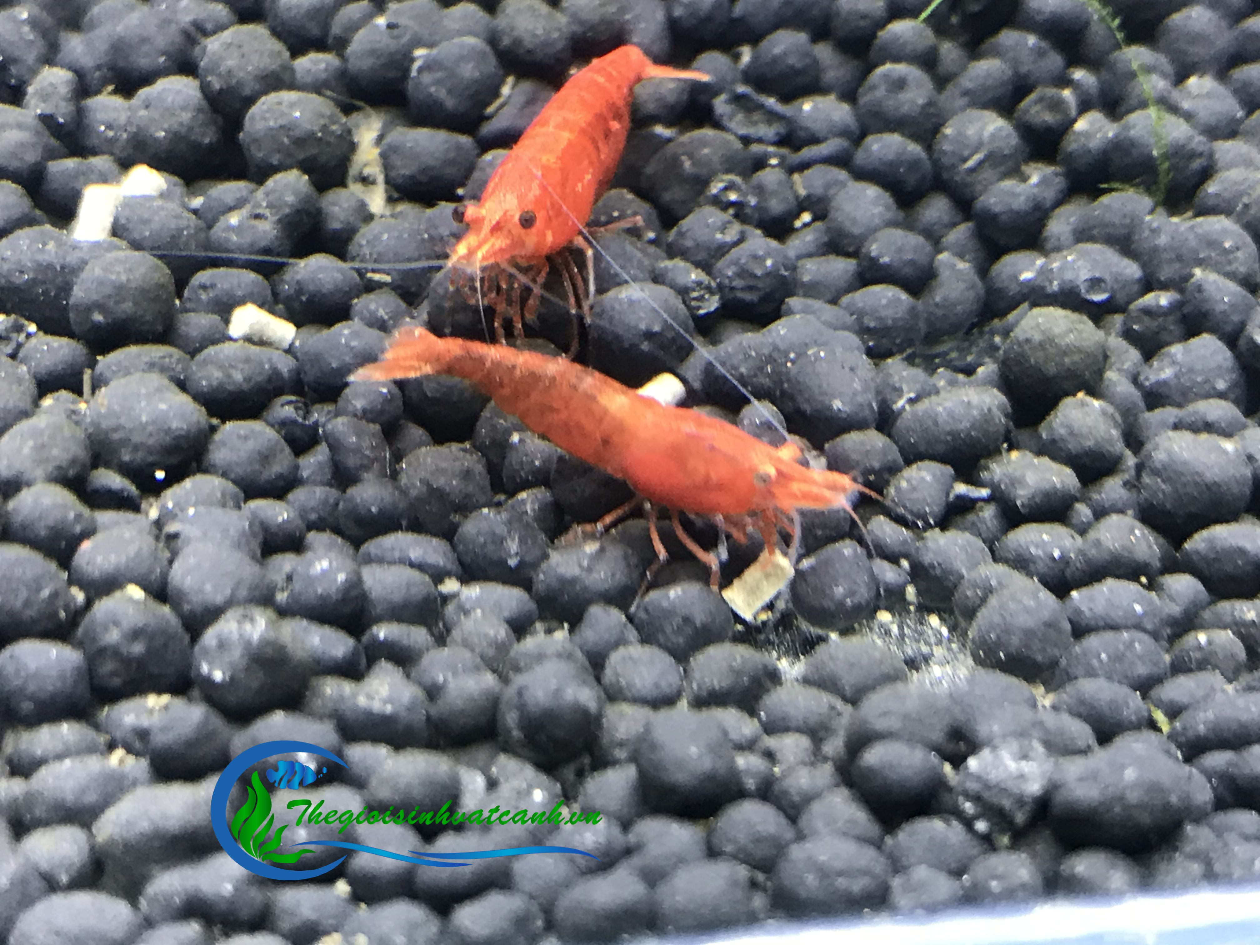 tép đỏ src  ( combo 50 con ) giá 170k + free ship toàn quốc