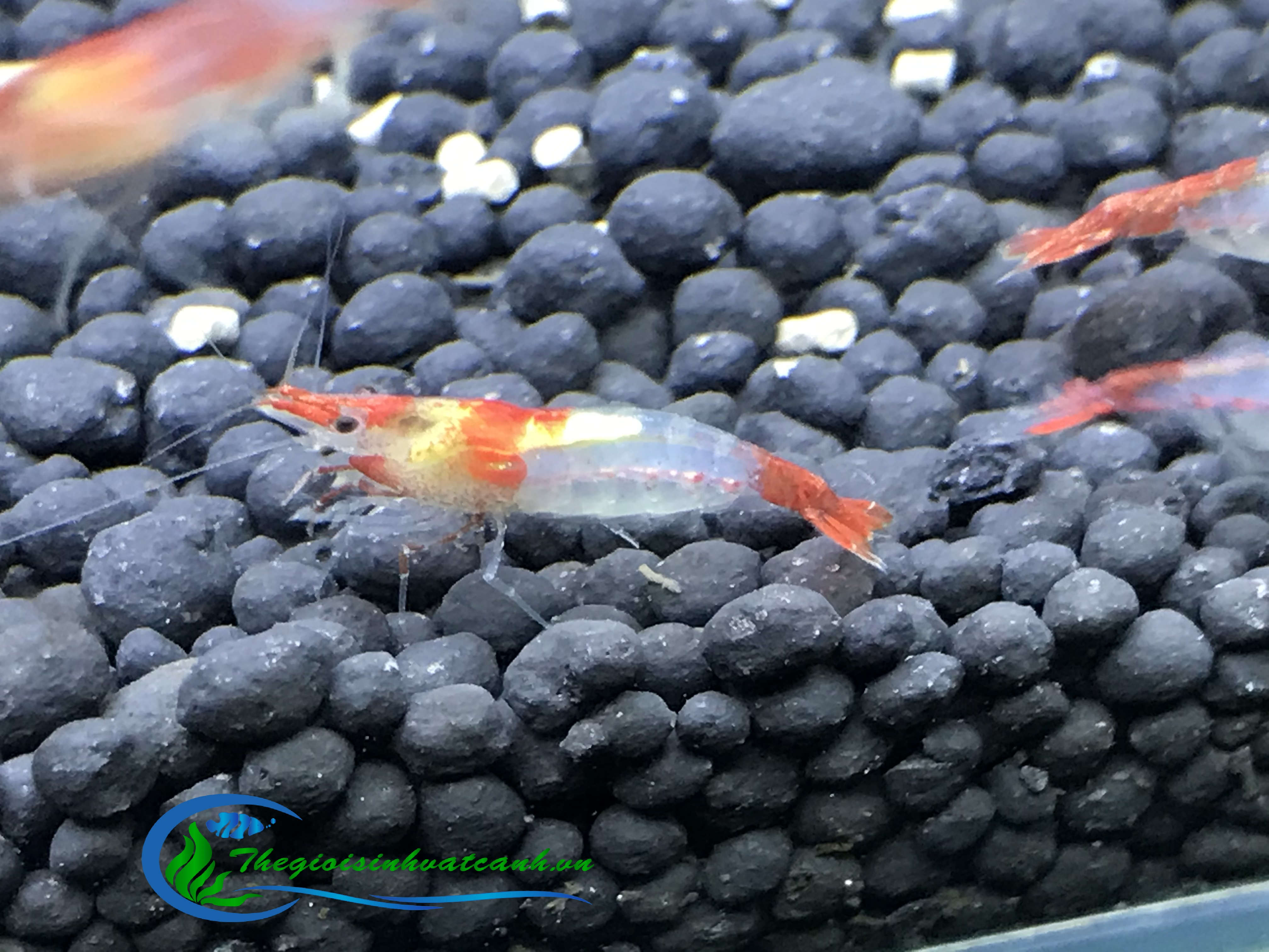 tép rili đỏ ( combo 50con ) giá 170k + free ship