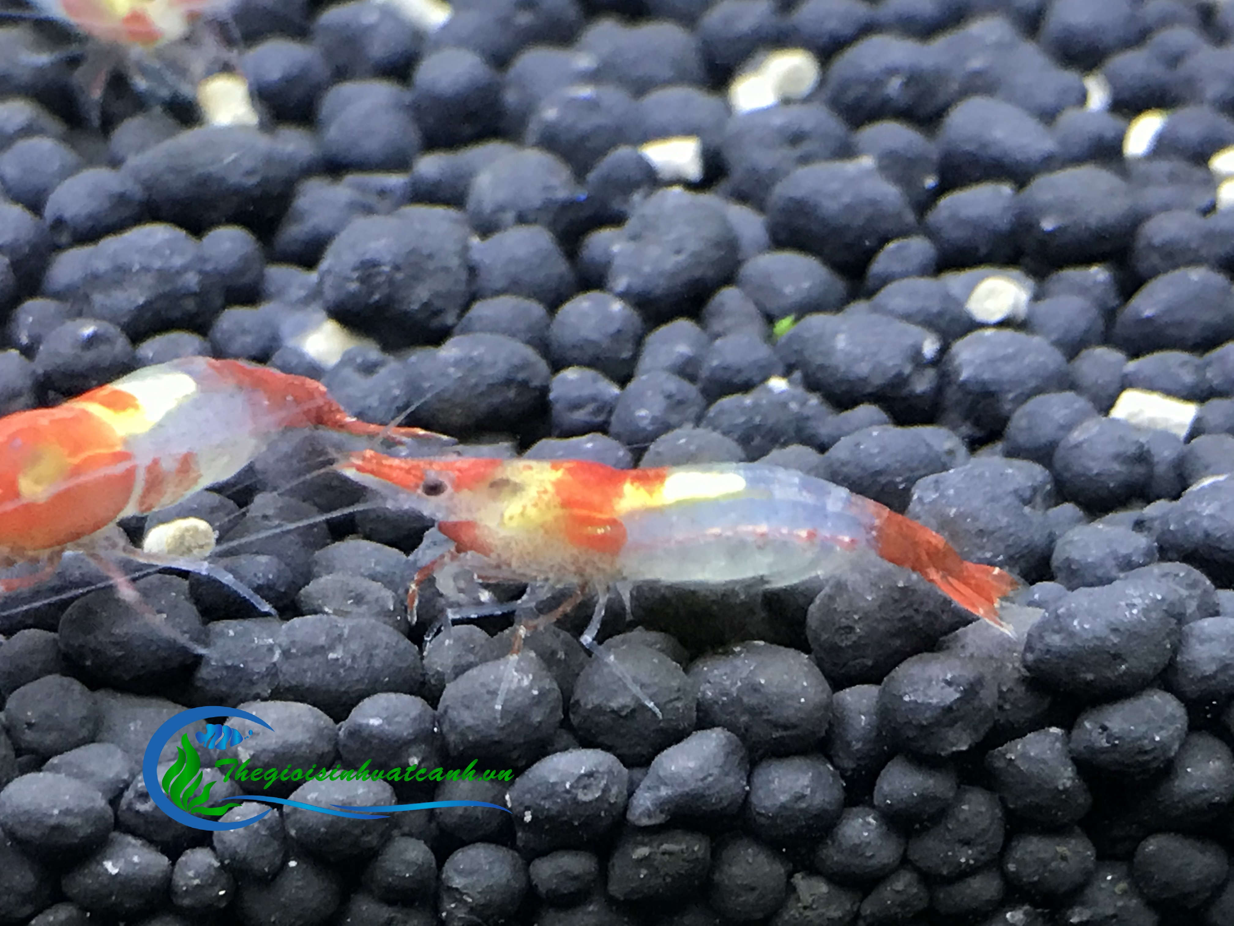 tép rili đỏ ( combo 50con ) giá 170k + free ship