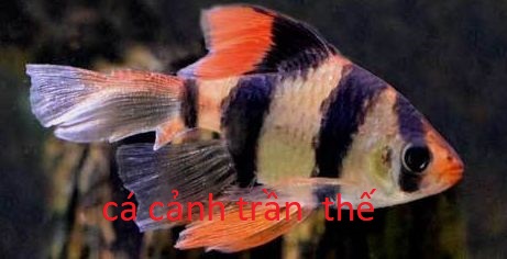 XECAN SỌC VÂY DÀI  (combo 10con )  150k  free ship toàn quốc