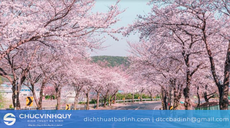 Văn hóa Hallyu có tầm ảnh hưởng sâu rộng với người Việt