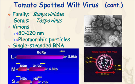 nam-benh-dom-heo-ca-chua-virus-gay-hai-hoa-cuc