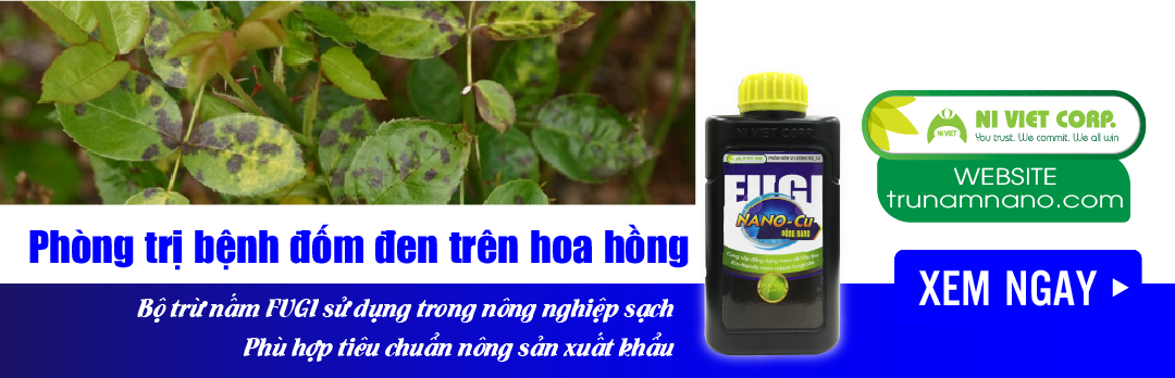 nano-dong-fugi-nano-cu-thuoc-phong-tri-benh-dom-den-tren-hoa-hong