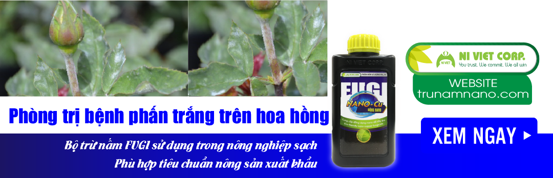 nano-dong-fugi-nano-cu-thuoc-phong-tri-benh-phan-trang-tren-hoa-hong