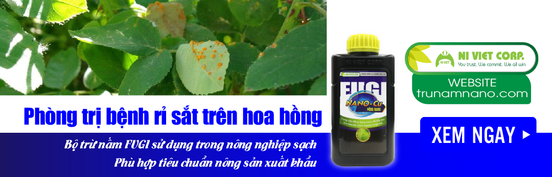 nano-dong-fugi-nano-cu-thuoc-phong-tri-benh-ri-sat-rust-rose-tren-hoa-hong (2)