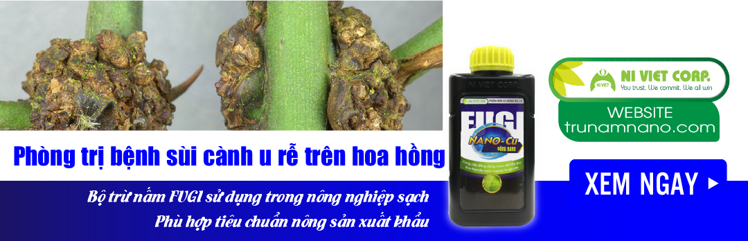 nano-dong-fugi-nano-cu-thuoc-phong-tri-benh-sui-canh-u-rễ-tren-hoa-hong