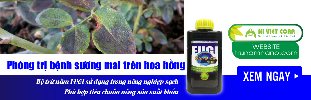 nano-dong-fugi-nano-cu-thuoc-phong-tri-benh-suong-mai-tren-hoa-hong