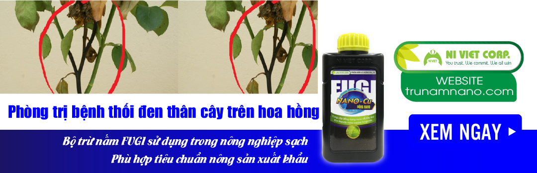 nano-dong-fugi-nano-cu-thuoc-phong-tri-benh-thoi-den-than-cay-tren-hoa-hong