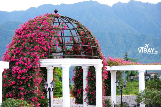 Silk Path Grand Sapa hoa hồng