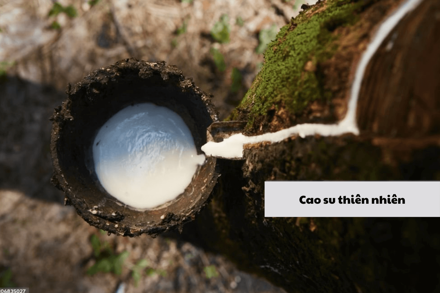 Bao cao su được làm từ cao su tự nhiên