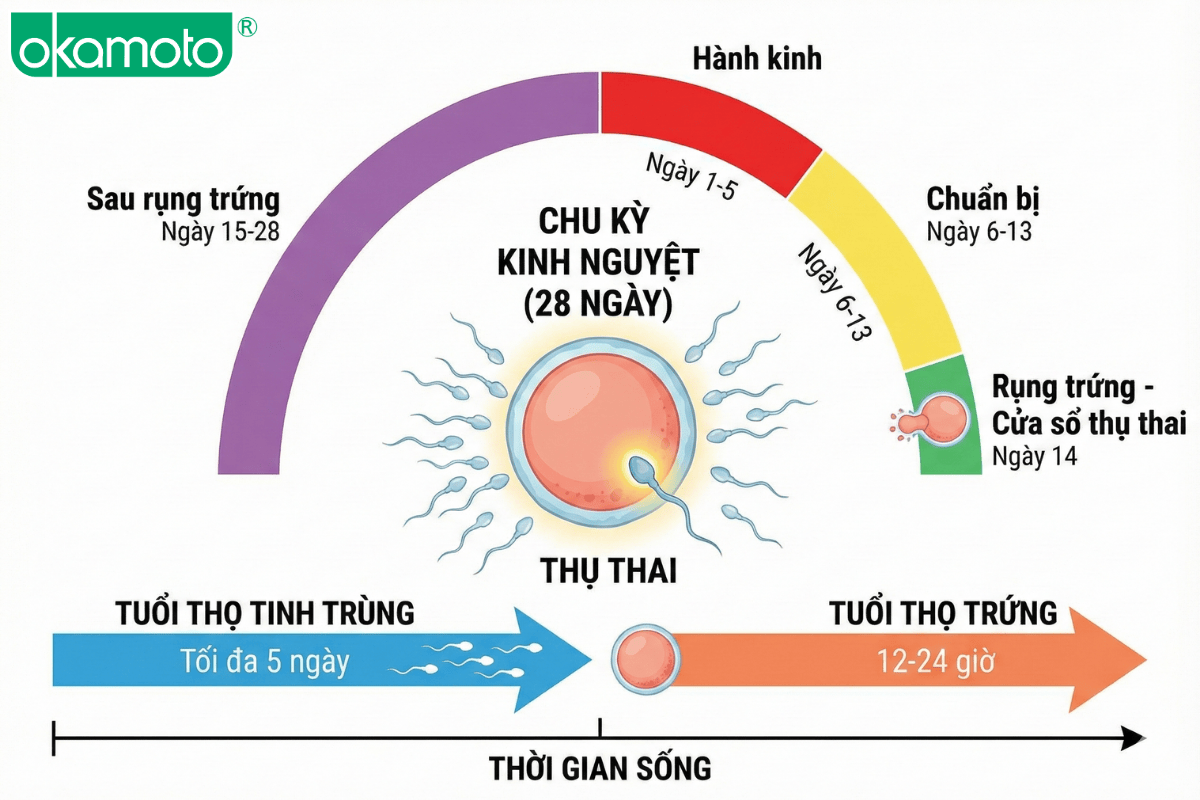 quan hệ trong kỳ kinh nguyệt có mang thai không