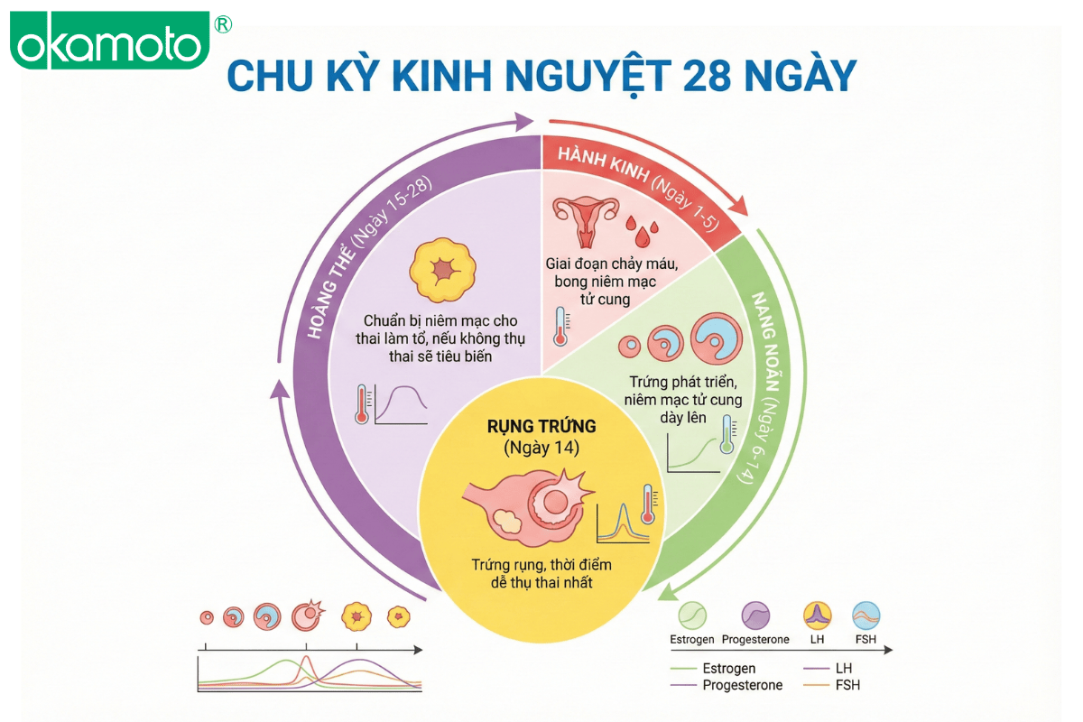 chu kỳ kinh nguyệt và thay đổi cơ thể trong ngày đèn đỏ