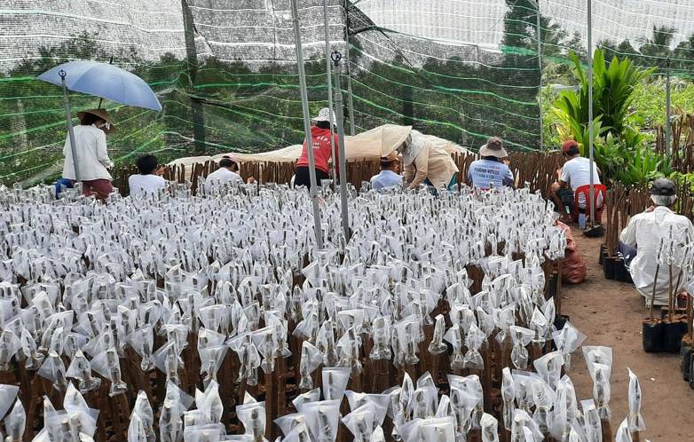 Nơi ươm cây giống Sầu Riêng Sáp Tiểu Long