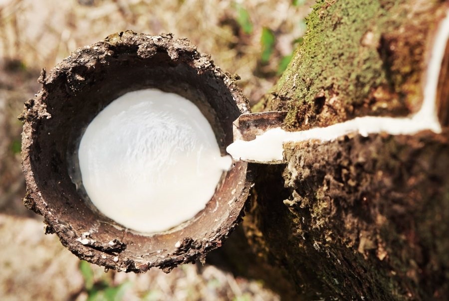 Cao su thiên nhiên là một dạng vật liệu được chiết xuất từ mủ cây cao su