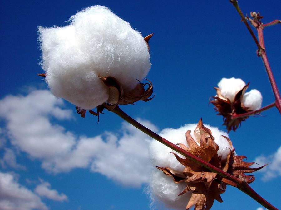 Cây bông là nguyên liệu tự nhiên làm nên vải cotton