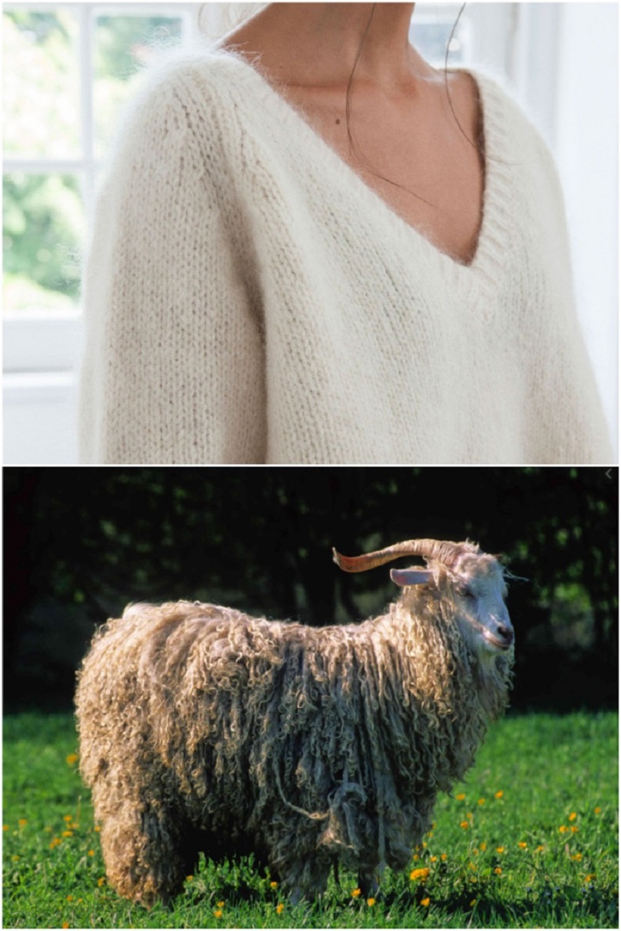 Len mohair được làm từ lông của loài dê angora