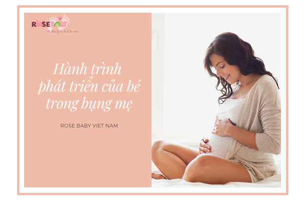 Hành trình phát triển của bé trong bụng mẹ
