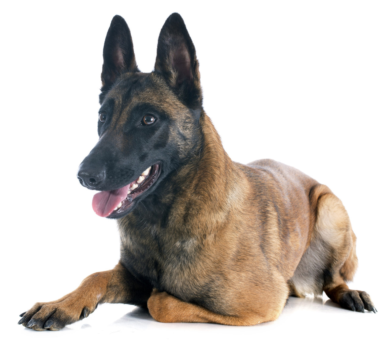 Becgie Bỉ (chó Malinois) - dòng chó nghiệp vụ thông minh chỉ số IQ cao nhất thế giới