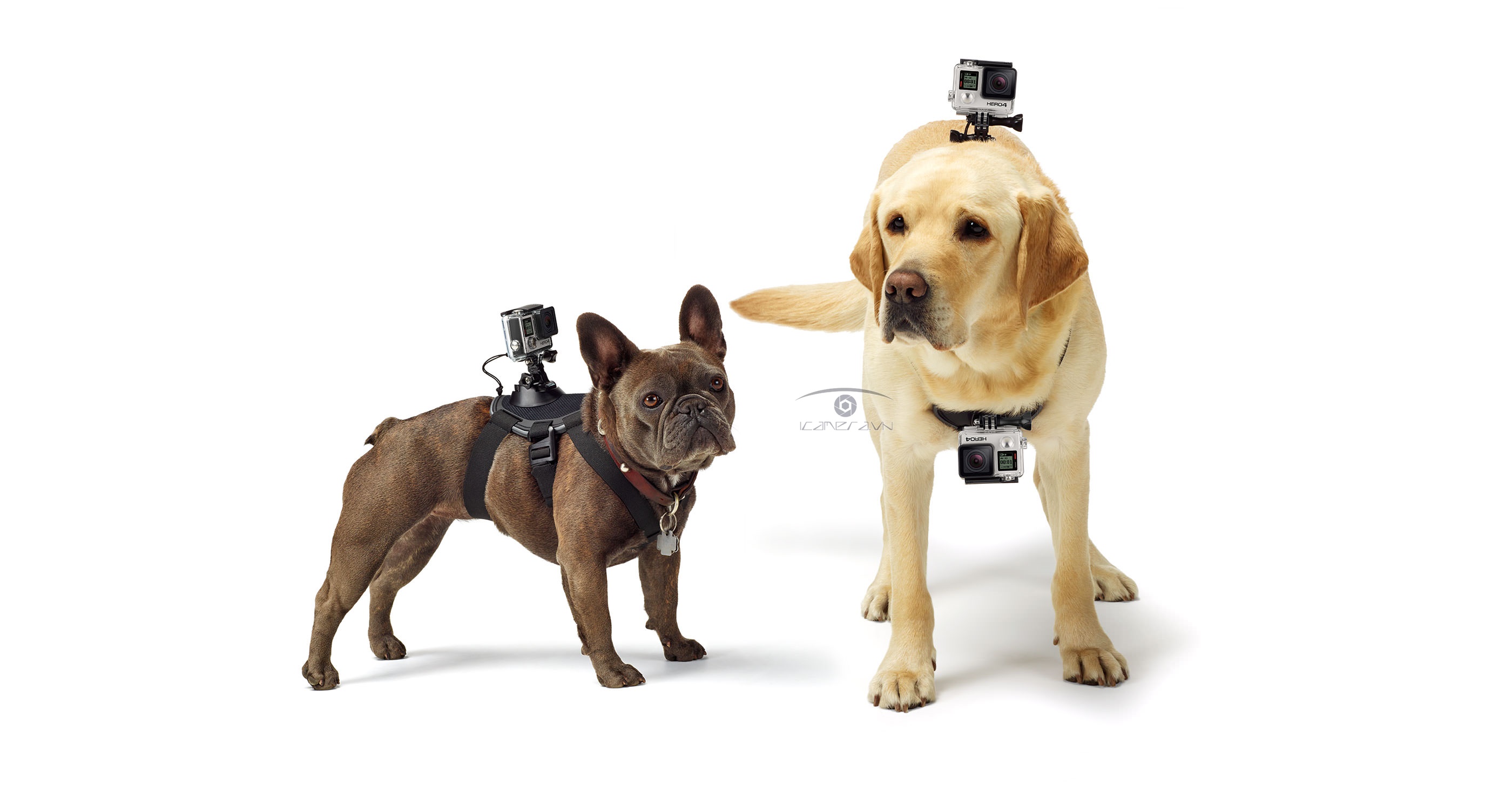 Dây đeo camera Gopro gắn lưng, bụng cho thú cưng