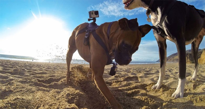 Dây đeo camera Gopro gắn lưng, bụng cho thú cưng