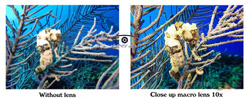 Ống kính cho GoPro Hero Close-up Macro lens 10x chụp cận cảnh