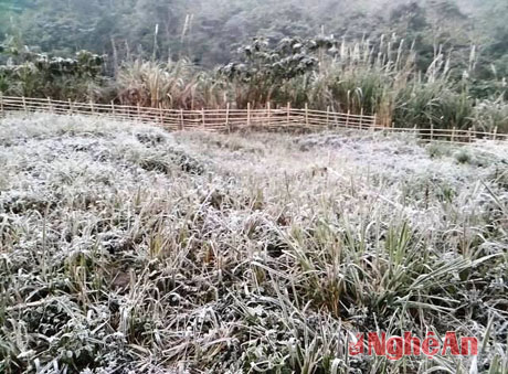 Nhiệt độ xuống -2 độ C, Nghệ An bất ngờ xuất hiện băng tuyết 1 Nhiệt độ xuống -2 độ C, Nghệ An bất ngờ xuất hiện băng tuyết 1