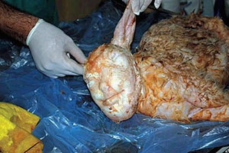 http://i277.photobucket.com/albums/kk44/Subsciber13/sheep.jpg http://i277.photobucket.com/albums/kk44/Subsciber13/sheep.jpg