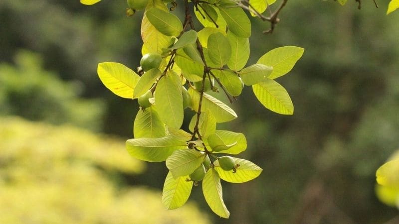 Tắm lá ổi có tác dụng gì