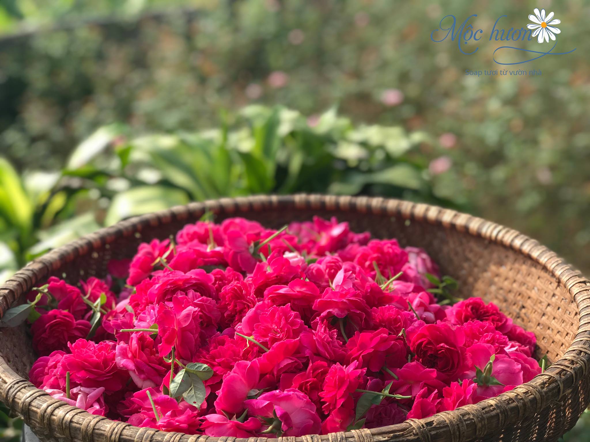 Thu hoạch hoa hồng tươi từ vườn Mộc Hương