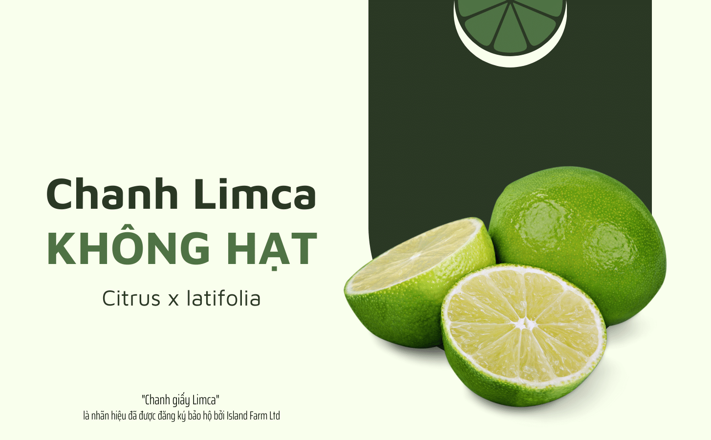 Chanh Giấy Limca Chanh Giay Limca Khong Hat Nong Trang Island 1