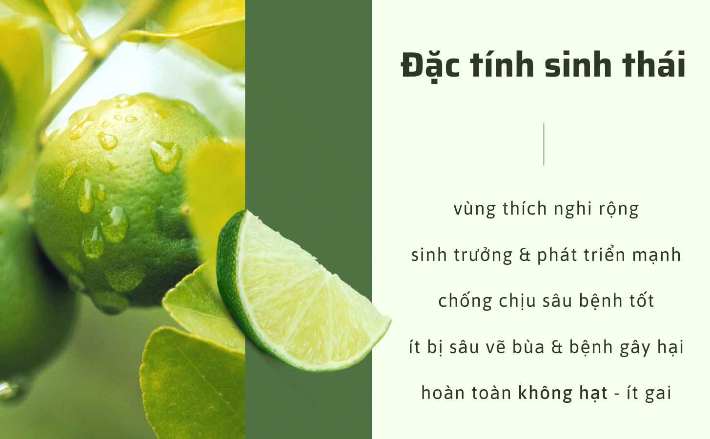 Chanh Giấy Limca Chanh Giay Limca Khong Hat Nong Trang Island 2