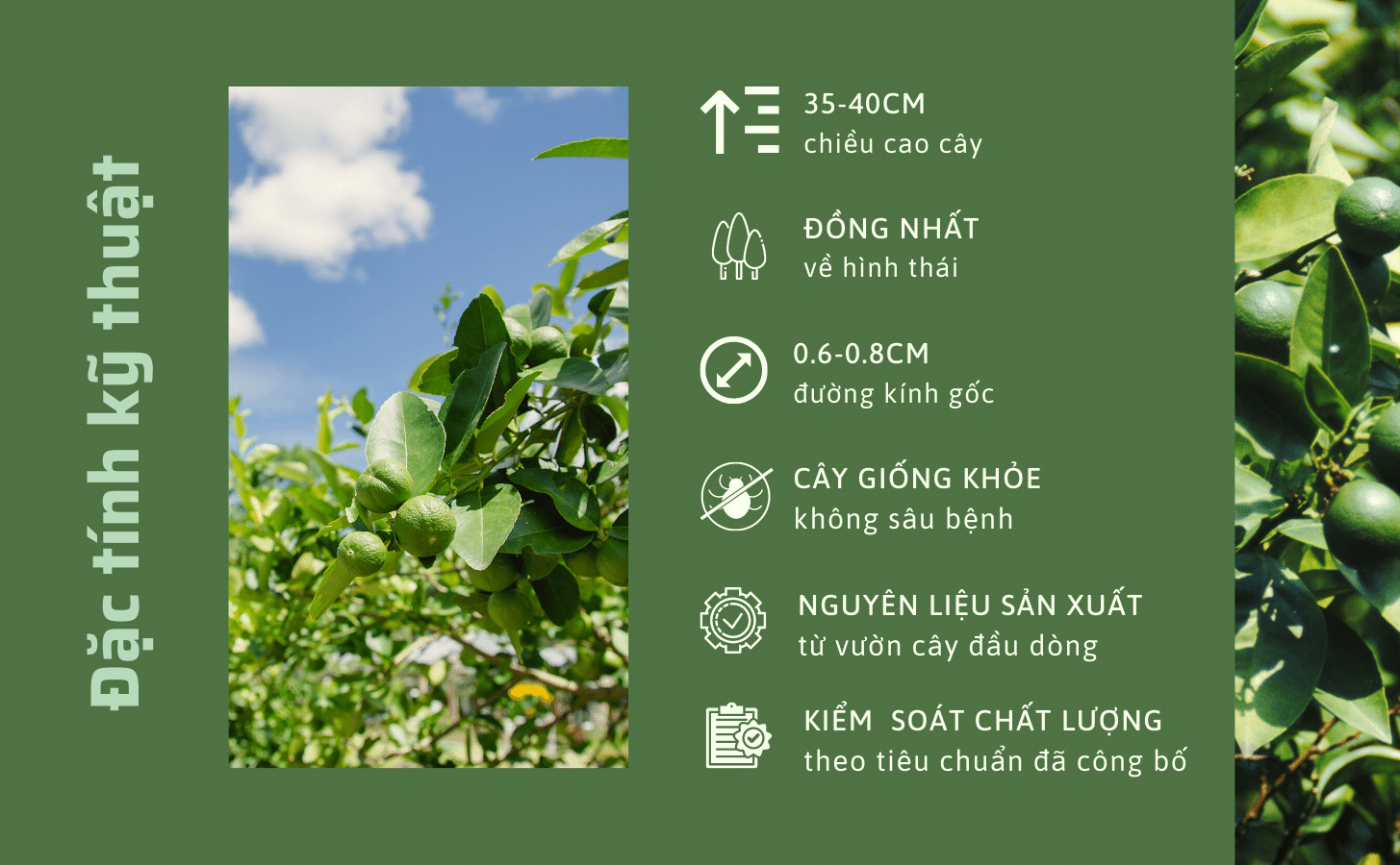 Chanh Giấy Limca Chanh Giay Limca Khong Hat Nong Trang Island 3