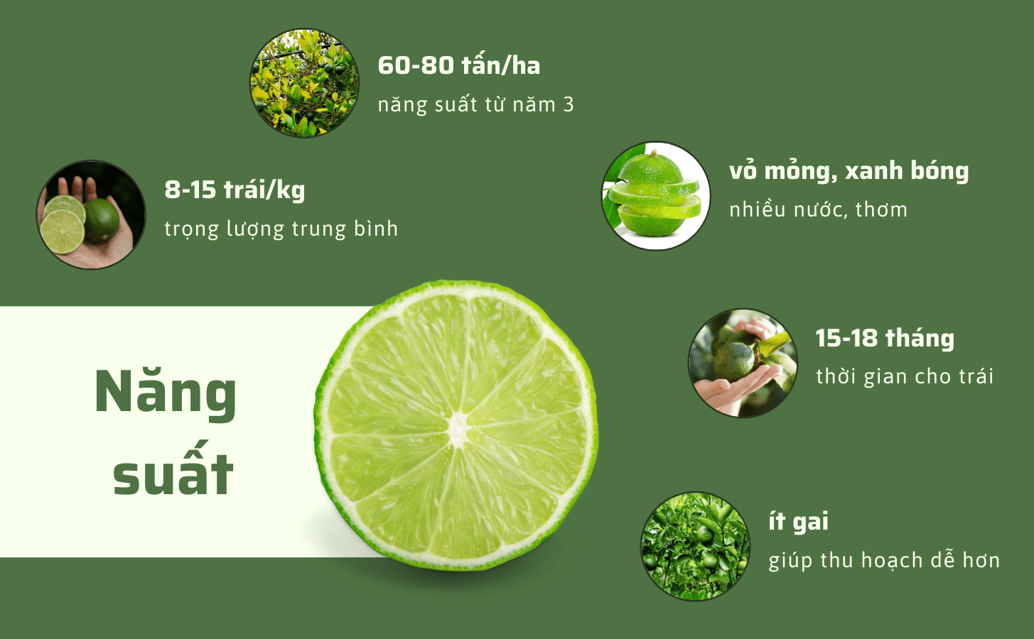 Chanh Giấy Limca Chanh Giay Limca Khong Hat Nong Trang Island 4