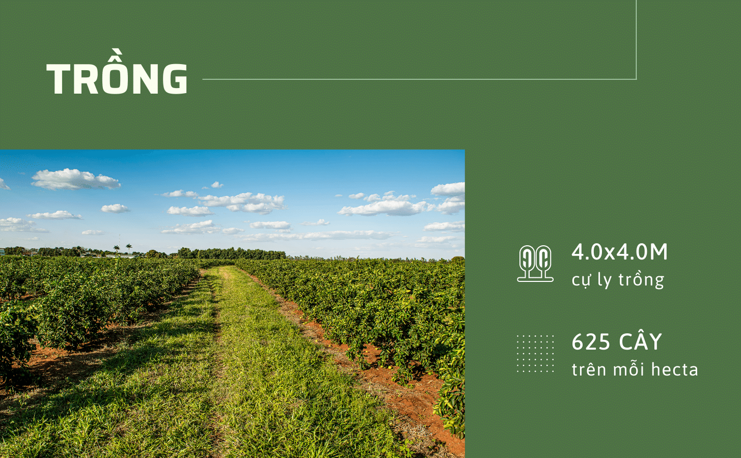 Chanh Giấy Limca Chanh Giay Limca Khong Hat Nong Trang Island 5