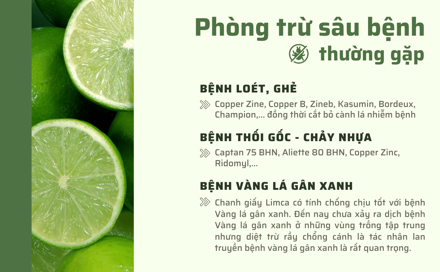 Chanh Giấy Limca Chanh Giay Limca Khong Hat Nong Trang Island 8 9387ef8c 5505 4f6b A1a0 8d2f9dbffb54