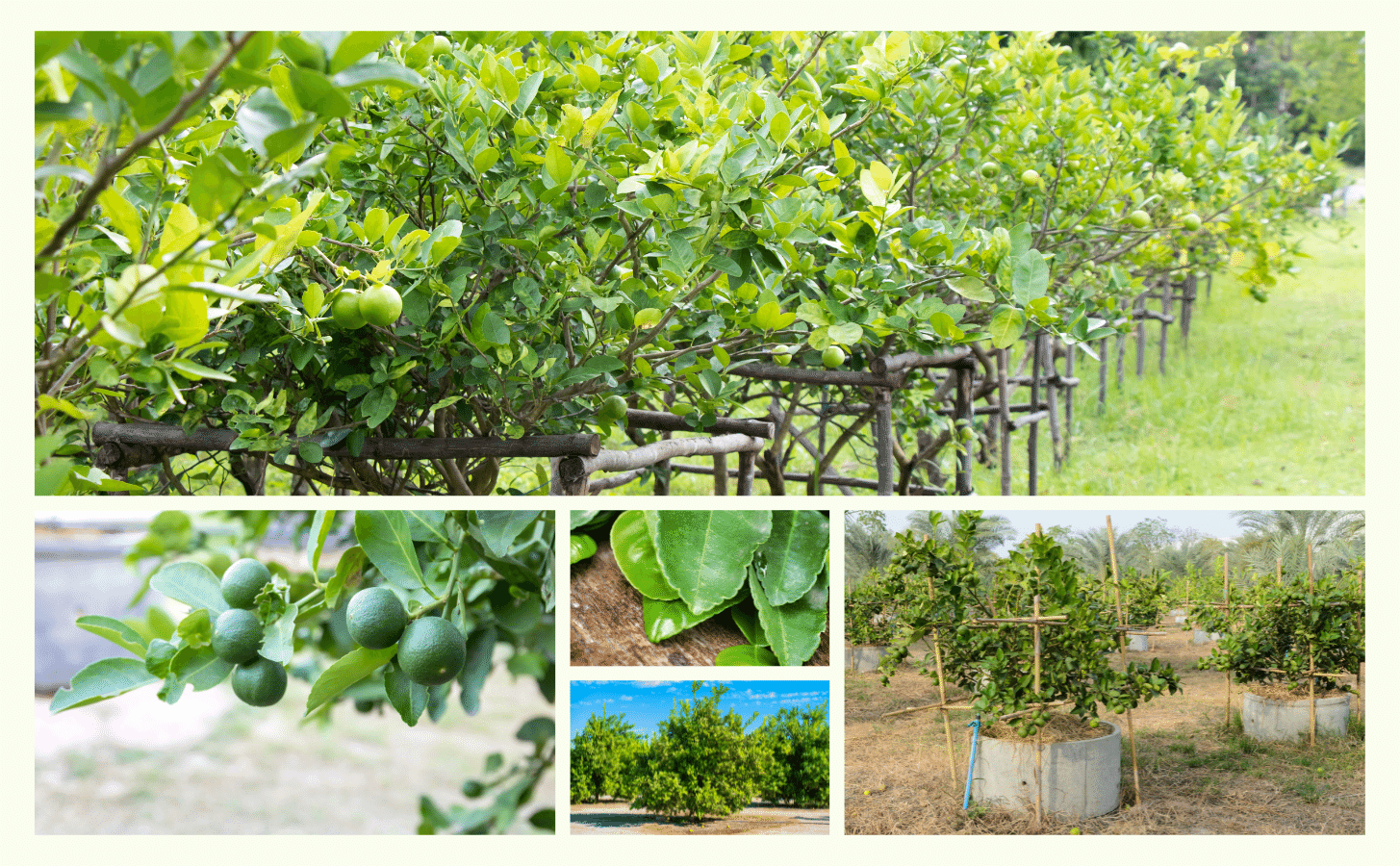 Chanh Giấy Limca Chanh Giay Limca Khong Hat Nong Trang Island 9