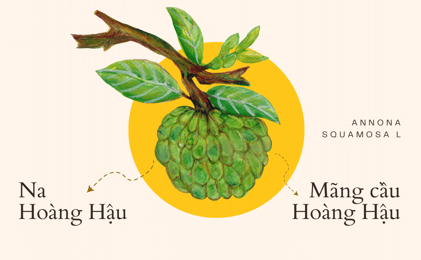 Mãng Cầu Na Hoàng Hậu Mang Cau Na Hoang Hau Nong Trang Island 2 4408b060 62cf 40f0 B1e8 4a48d2feba24