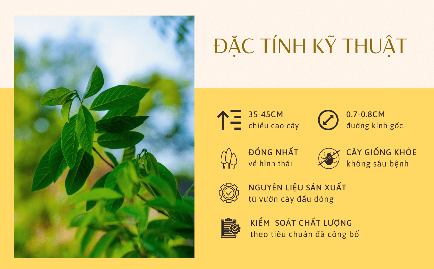 Mãng Cầu Na Hoàng Hậu Mang Cau Na Hoang Hau Nong Trang Island 3 11c13972 B025 4879 9a11 39ae57f8ffd6