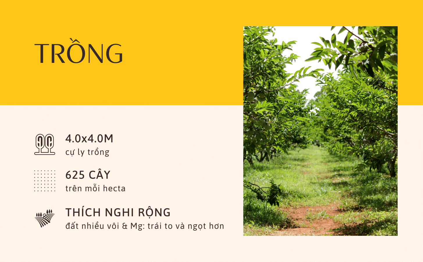 Mãng Cầu Na Hoàng Hậu Mang Cau Na Hoang Hau Nong Trang Island 4 761b4562 6a26 4d3d 8bfc 01abd09bb42c