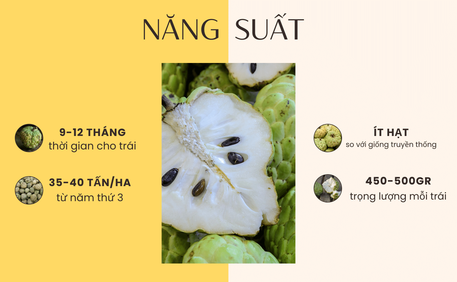 Mãng Cầu Na Hoàng Hậu Mang Cau Na Hoang Hau Nong Trang Island 5 B46da6c2 2c06 4a5d B0ef 5f0cf90d6f41