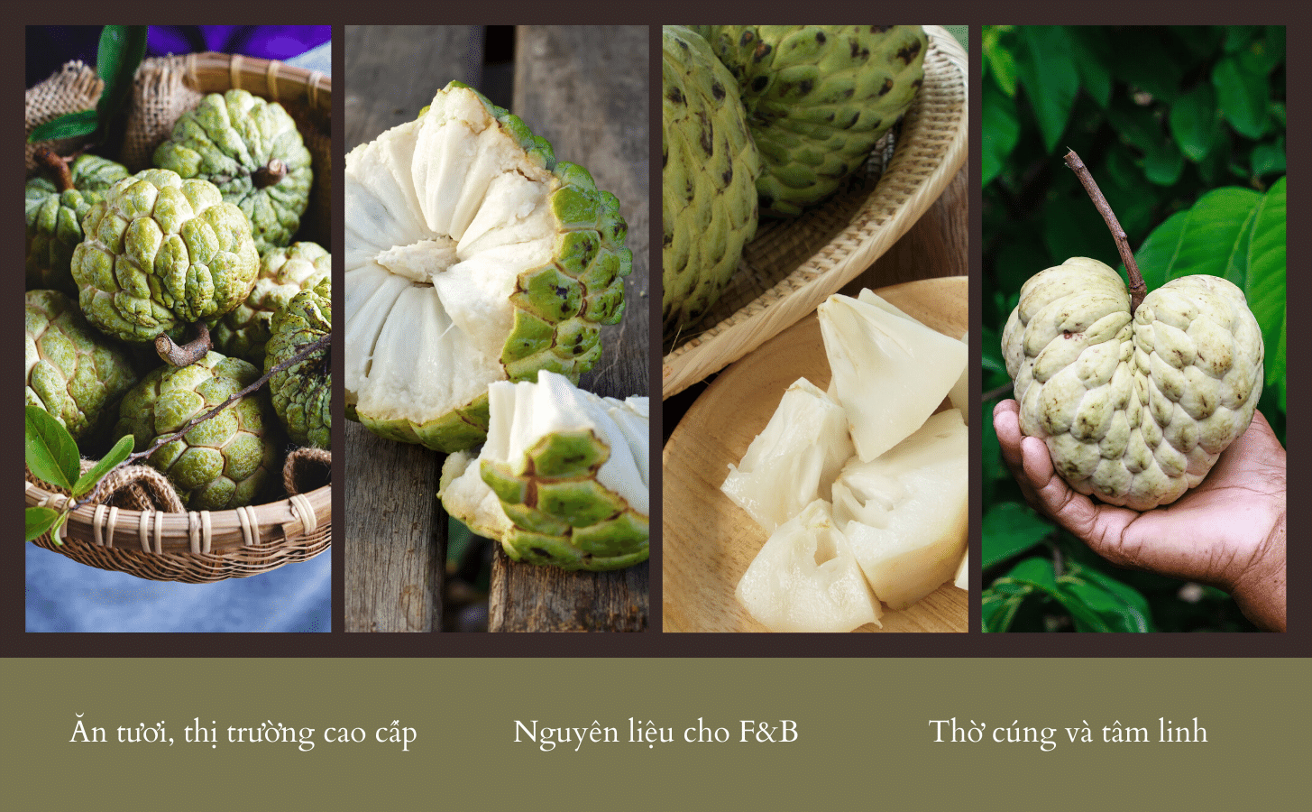 Mãng Cầu Na Hoàng Hậu Mang Cau Na Hoang Hau Nong Trang Island 6 F6162297 7830 4bea Bcf8 D88ad85b8ddd