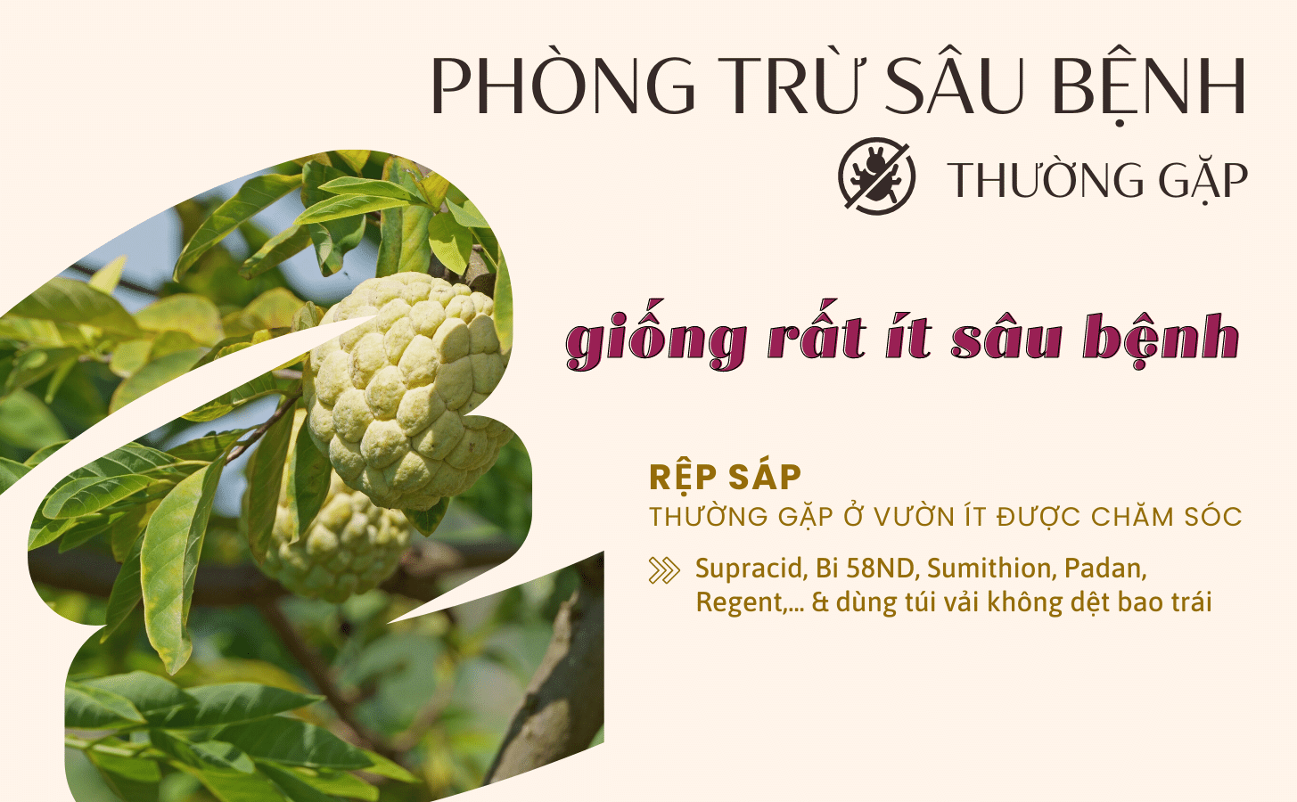 Mãng Cầu Na Hoàng Hậu Mang Cau Na Hoang Hau Nong Trang Island 7 B0ccdb45 47c1 4c75 Bd71 258d8b5f63b7