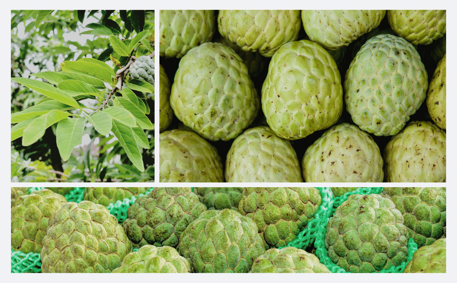 Mãng Cầu Na Hoàng Hậu Mang Cau Na Hoang Hau Nong Trang Island 8 C2c943ba 61f0 4268 9a84 2834cc382173