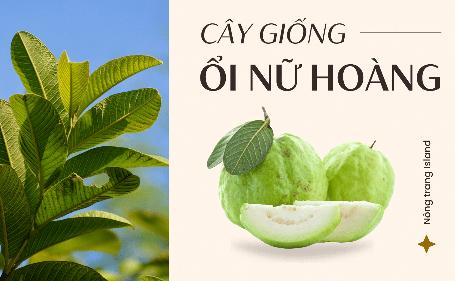 Ổi Nữ Hoàng Oi Nu Hoang Nong Trang Island 1