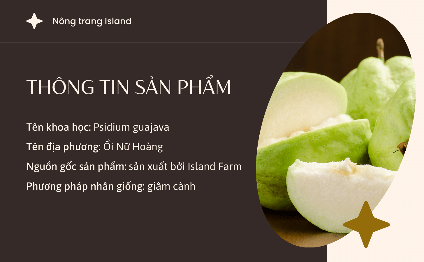 Ổi Nữ Hoàng Oi Nu Hoang Nong Trang Island 2 1b0da108 7af4 4e9f B2f5 F4d02a05b7b9