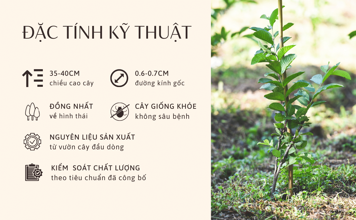 Ổi Nữ Hoàng Oi Nu Hoang Nong Trang Island 3