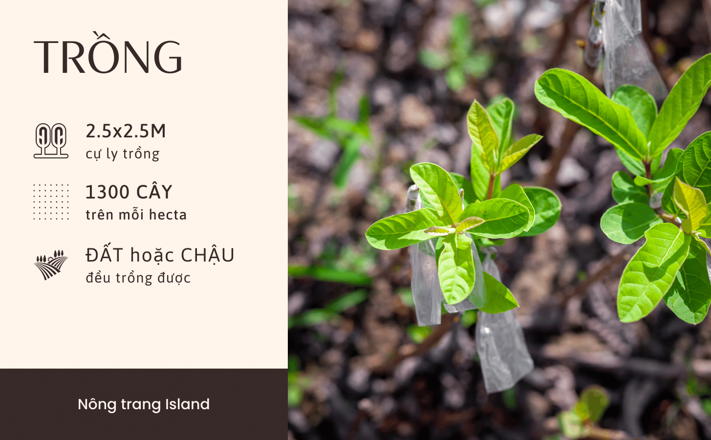 Ổi Nữ Hoàng Oi Nu Hoang Nong Trang Island 4