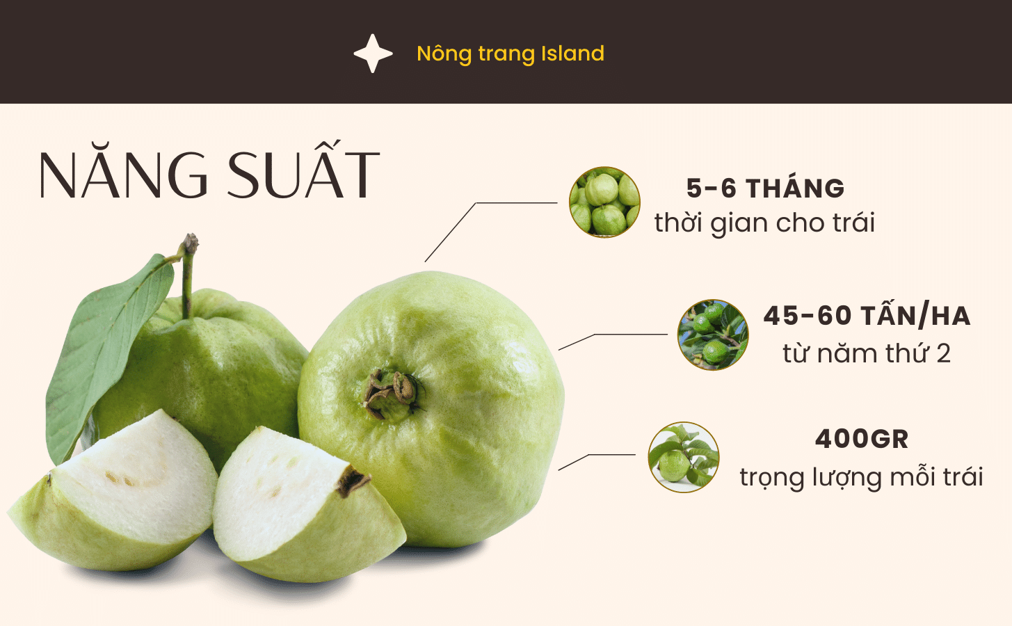 Ổi Nữ Hoàng Oi Nu Hoang Nong Trang Island 5