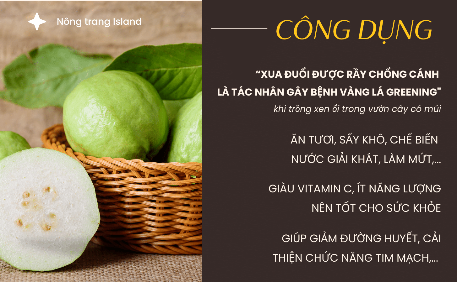 Ổi Nữ Hoàng Oi Nu Hoang Nong Trang Island 6